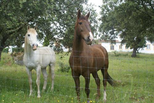 Monforte (Alto Alentejo) le Portugal code promo Booking.com